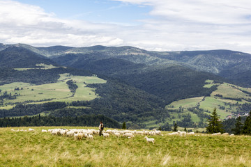 Fototapeta na wymiar Shepherd with his flock in Pieniny Mountains, Poland