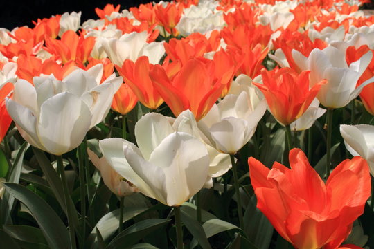 fioritura di tulipani