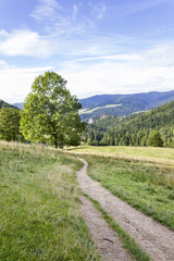 Green mountain trail from the Wysoka Mountain to the village Jaworki, Poland