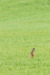 Hare sit and eating grass