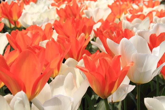 fioritura di tulipani