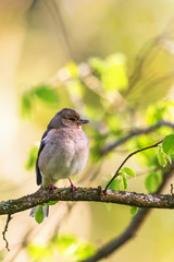 Chaffinch on a branch in the spring