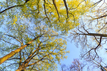 Tall trees viewed from bottomforest