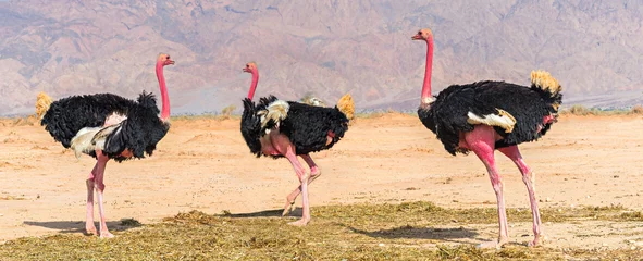 Papier Peint photo Lavable Autruche Males of African ostrich (Struthio camelus) in desert nature reserve near Eilat, Israel