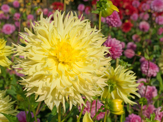 Dahlien, Dahlias