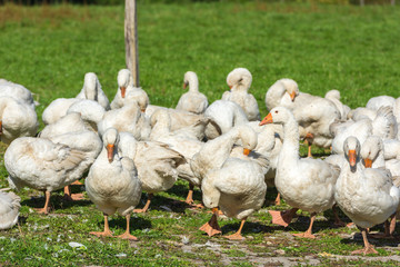 Geese gaggle grazing on green grass