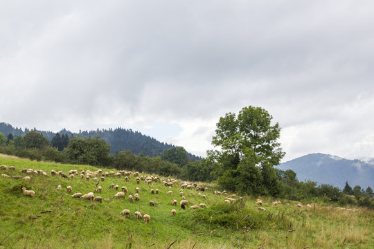 Sheep grazing near the red trail to the top of Luban Mountain, Poland