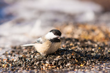 Chickadee