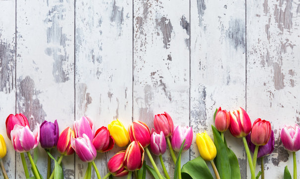Verschieden farbige Tulpen auf weißem Holzdekor mit Textfreiraum