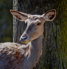 Doe standing in front of a tree