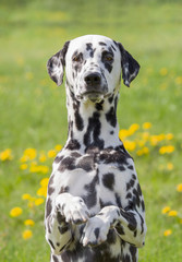 Cute happy dalmatian dog puppy sitting on fresh summer grass