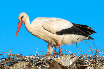 Ciconia or Stork in nest feeding cub