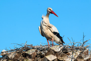 Ciconia or Stork in nest feeding cub