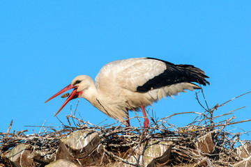 Ciconia or Stork in nest feeding cub