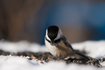 Chickadee