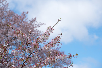 Spring Cherry blossoms with blue sky