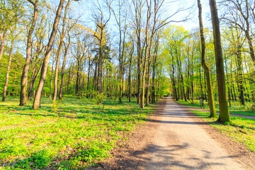 Path in spring green forest