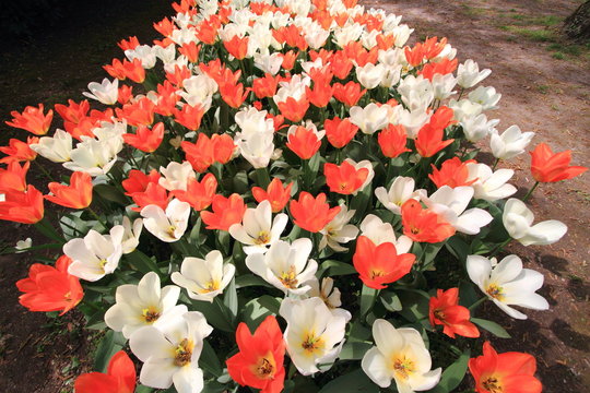 coltivazione di tulipani