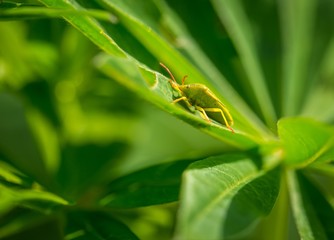 Small bug sitting on plant