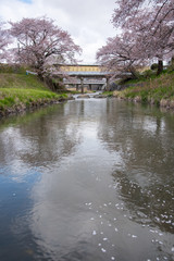 Fototapeta na wymiar cherry blossoms or Sakura at the river