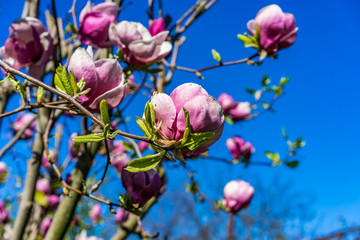 Flowers blossoming on a magnolia tree in a garden, during springtime