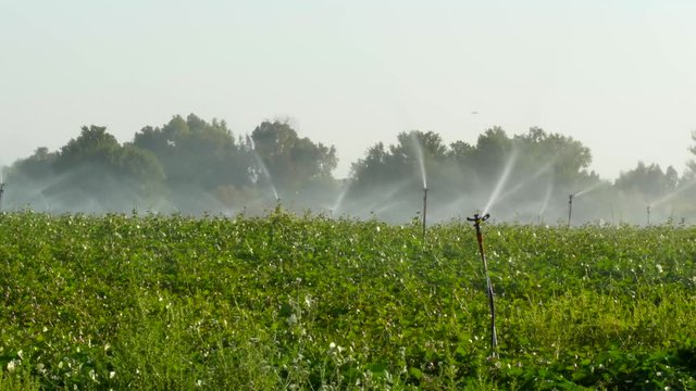 Sprinklers in the field