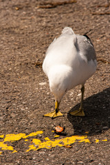 Ring-billed gull and a painted turtle