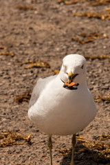 Ring-billed gull and a painted turtle