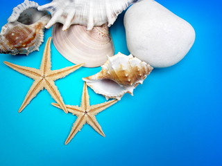 Obraz na płótnie Canvas Summer background with starfish and seashells