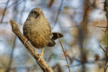 Indian Jungle Babbler listening to the sounds of the morning in Ranthambore.
