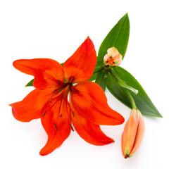 Lily flower with buds isolated on a white background.