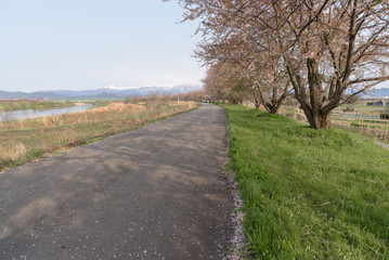 Obraz premium Path way and Cherry blossoms tree