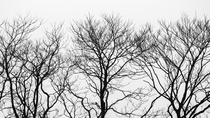 black and white of dry tree background