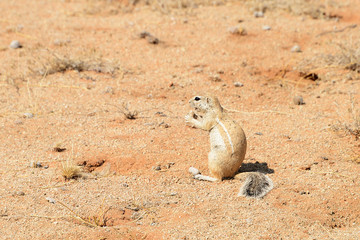 Meerkat, Solitaire, Namib, Namibia