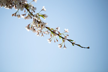 Cherry blossom background with spring day.