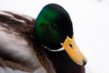 Male mallard duck.