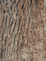 Close up of  the bark of and English Oak Tree.