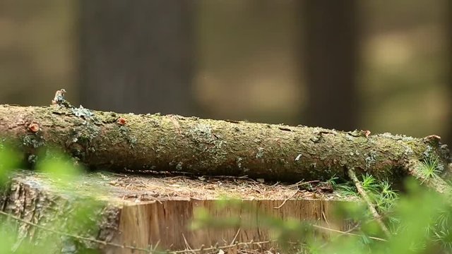 Zerhacken eines Baumstammes mit Machete
