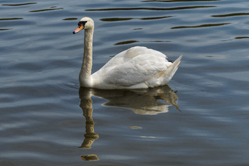 Adult Mute Swan swimming gracefully across a lake.