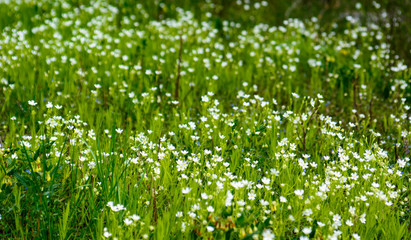 Wild spring white flowers - shallow DOF