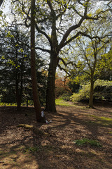 Obraz premium Forgotten toy left beside a tree in a woodland