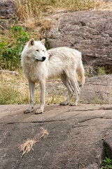 Naklejka na ściany i meble Arctic wolf looking to its left.