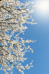 Frühling mit Blüten