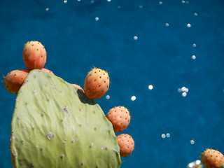 Prickly Pear Capri
