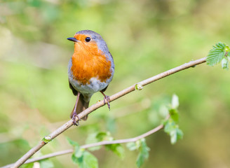 European robin in a branch in a woodland with a natural background setting.