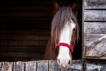 Fototapeta premium Head of a Clydesdale horse/ Head shot of a Clydesdale horse inside is box with a red licol 