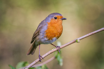 European robin in a branch in a woodland with a natural background setting.