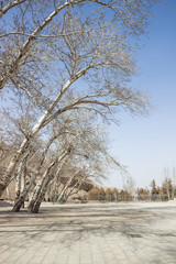 Autumn trees in blue sky
