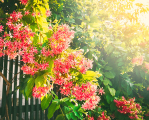 Pink small flowers on a green background