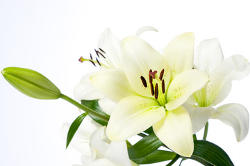 Fototapeta na wymiar White Lilies and Bulb